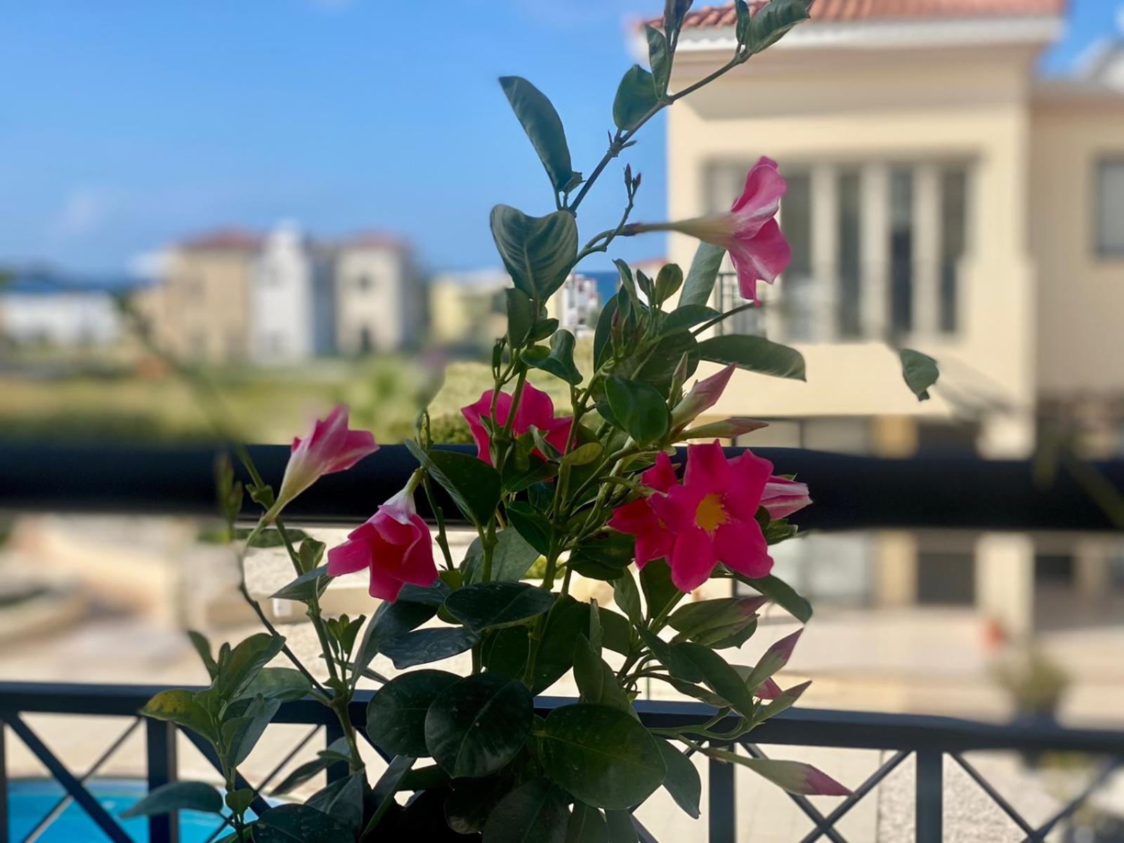 Faros Sea View Paphos
