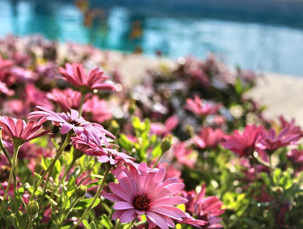 Villa Paradise *