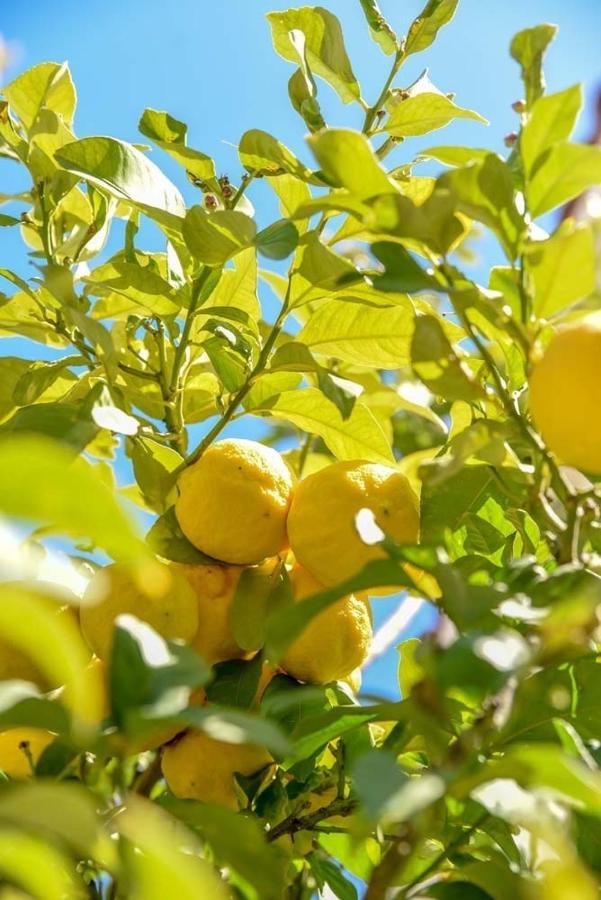 Paradise Gardens With A Large Terrace * Paphos