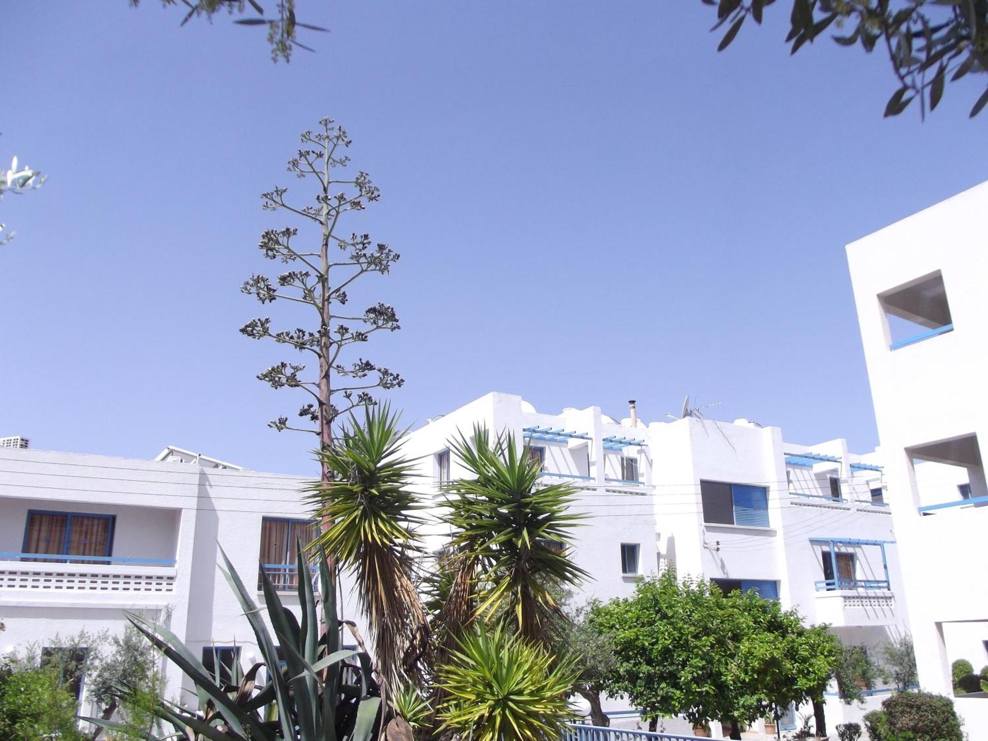 Kefalonitis Paphos