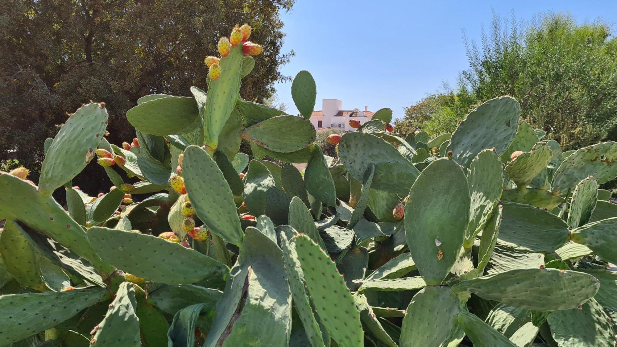 Kings Bungalow * Paphos