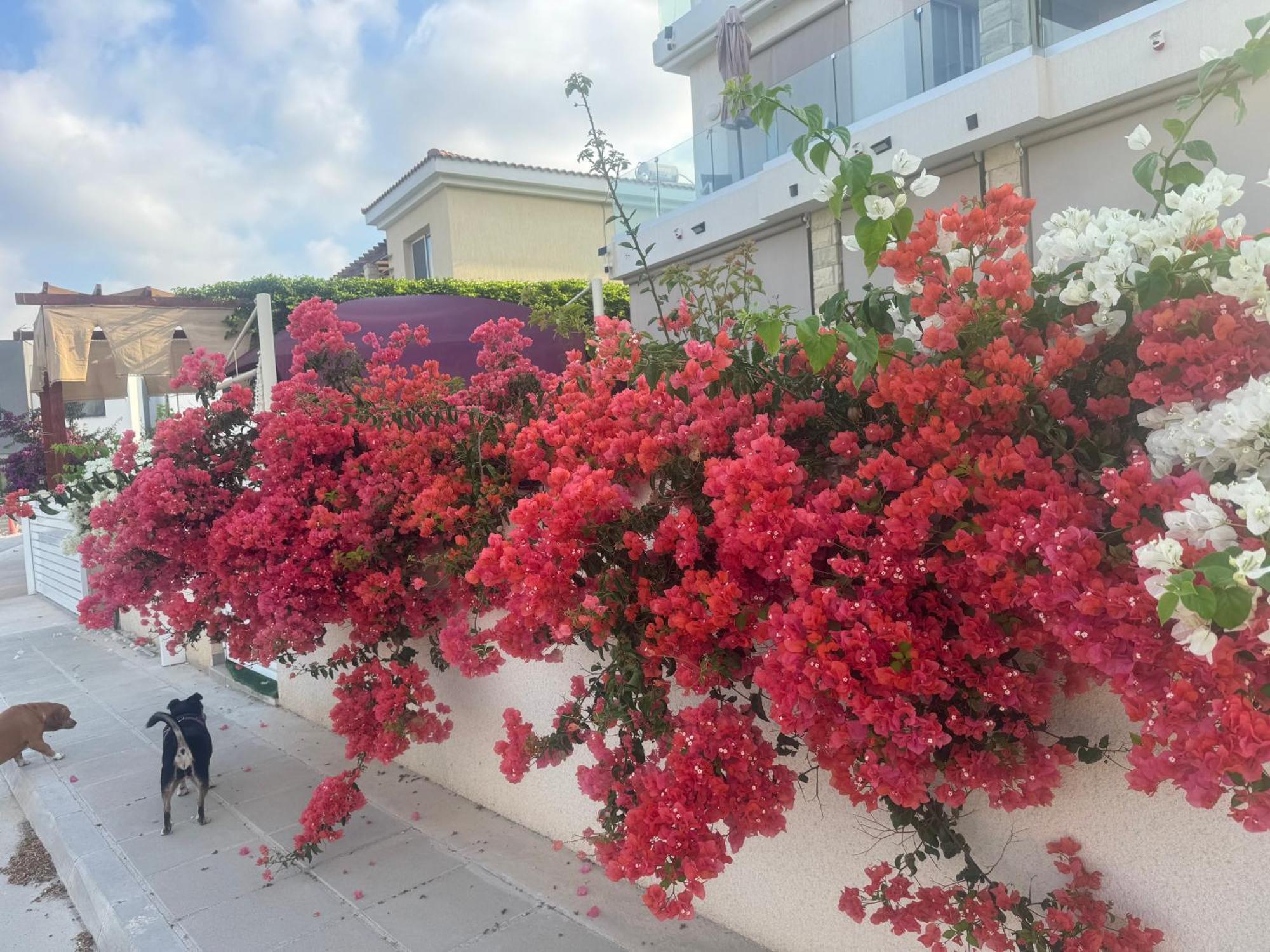 Homestay Sea Flowers Village *