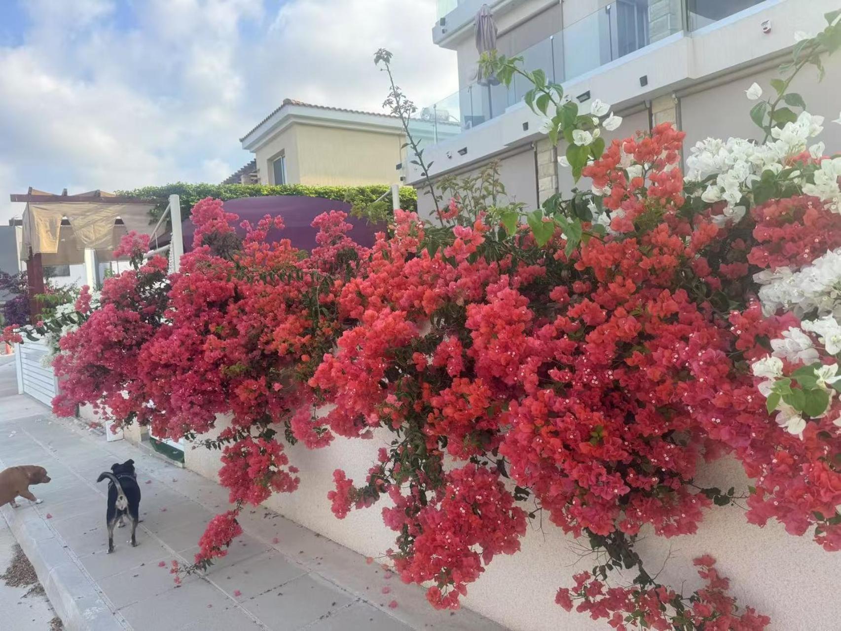 Sea Flower Village Homestay *