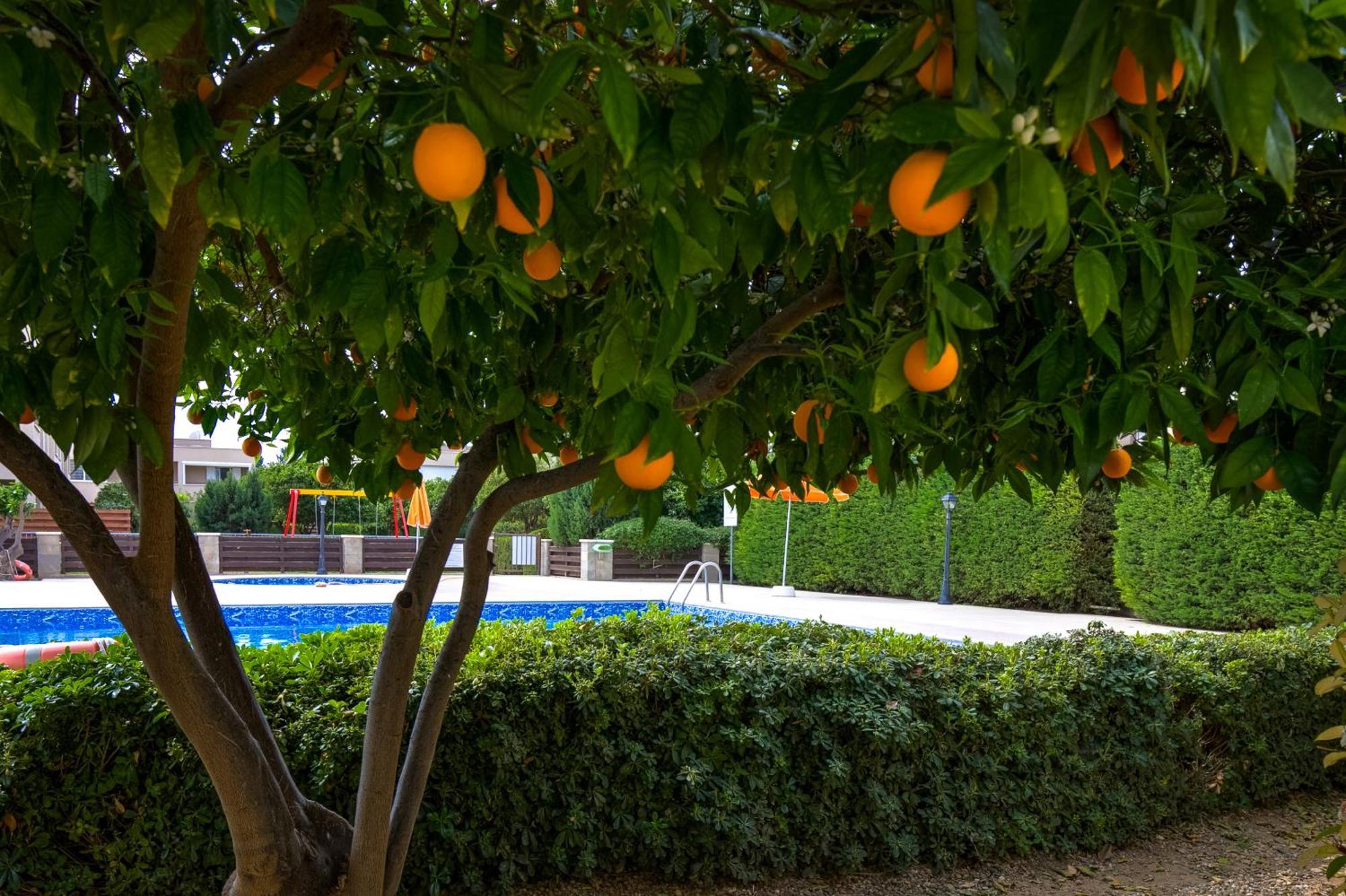 Apartment A Piece Of Africa In Mandria By Vichy Holidays