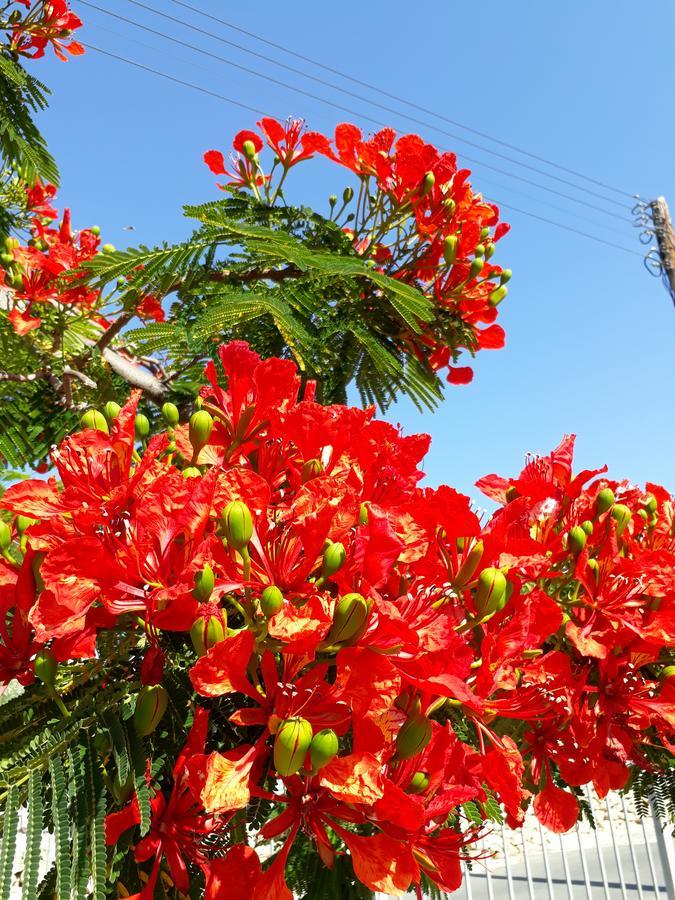 Paradise Gardens *