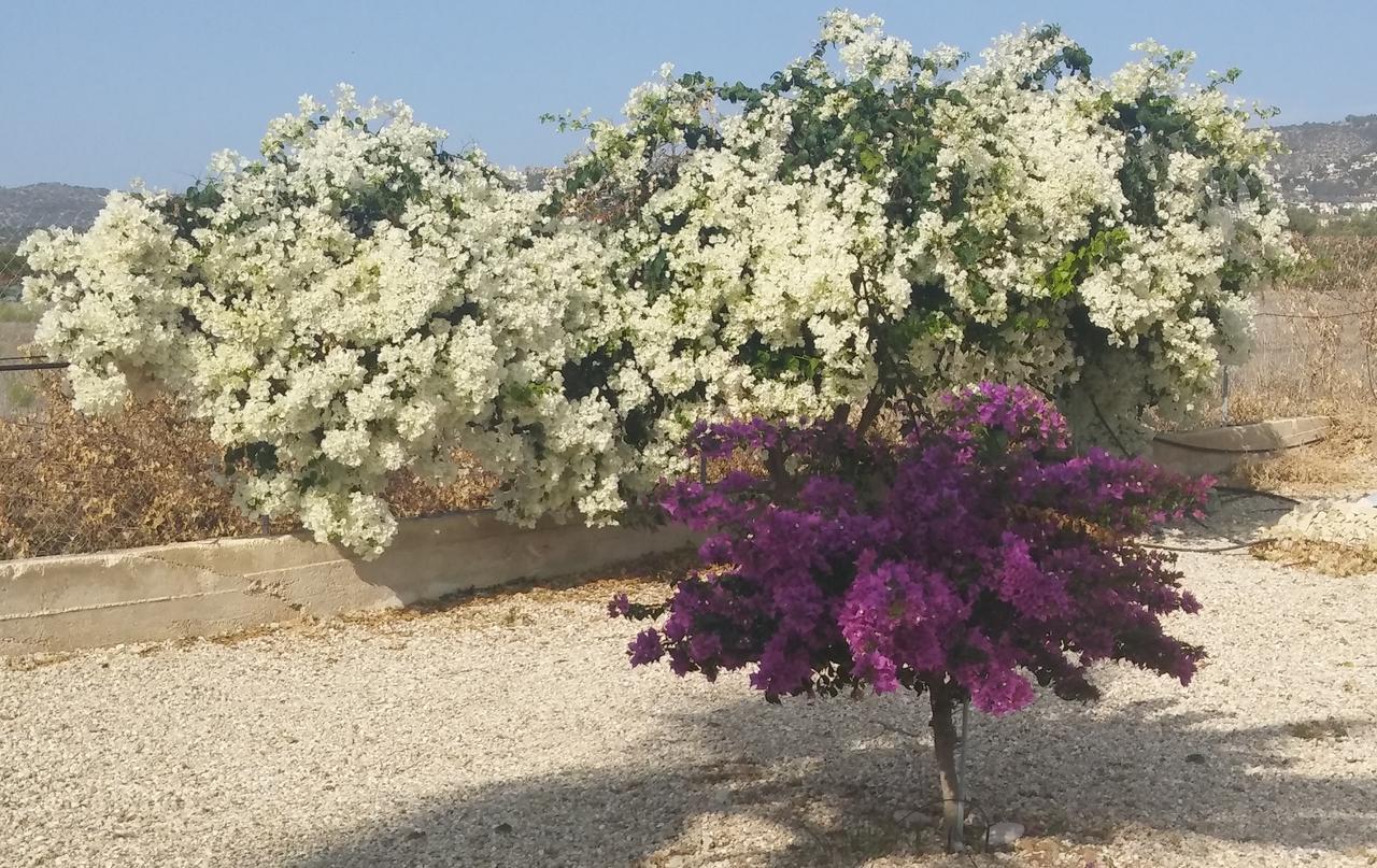 Catherine's Holiday home Paphos