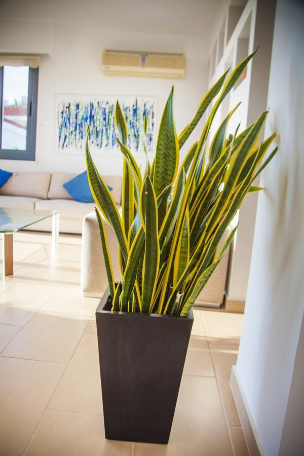Villa Infinite Blu Paphos
