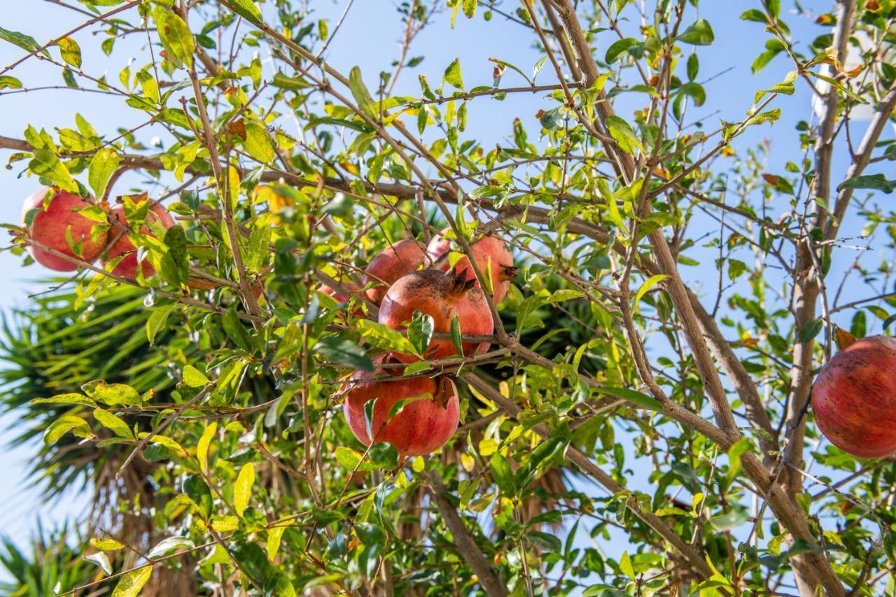 Julipapas Gardens * Paphos