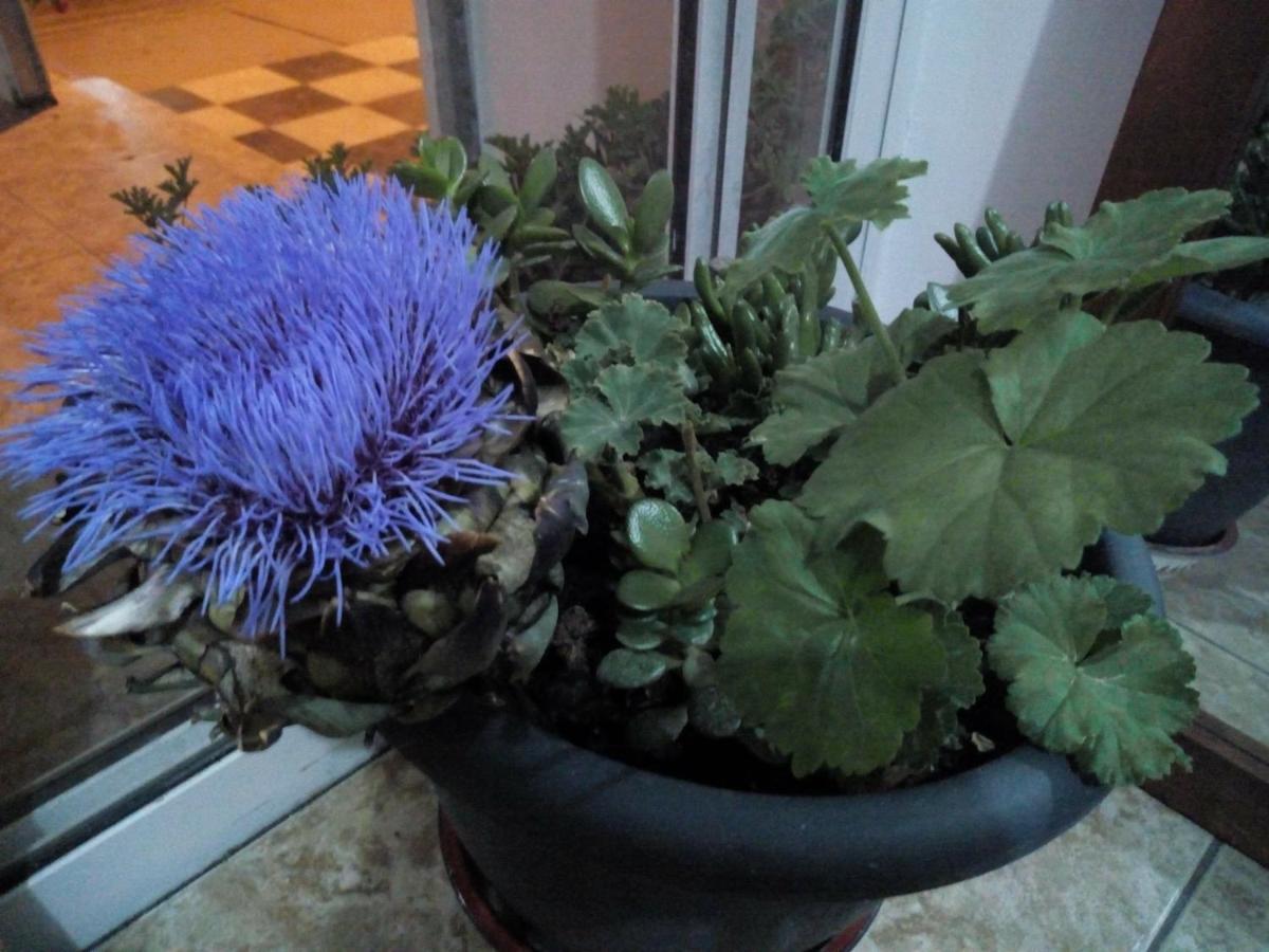 Paphos Inn Paphos