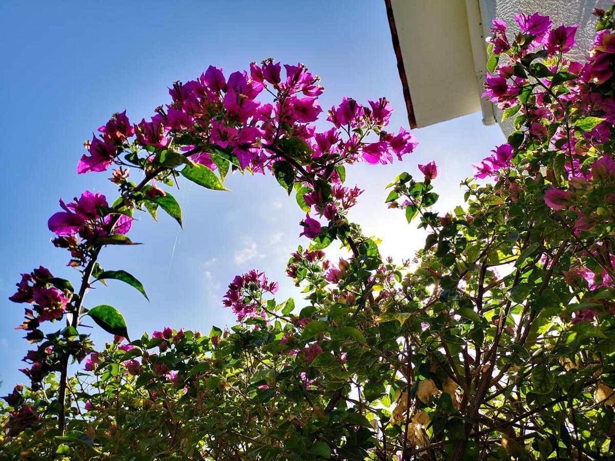 Tedy's Townhouse-margarita Gardens *